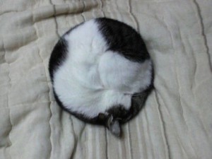 l-A-purrfect-circle-300x225.jpg