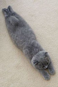 line-cat-200x300.jpg