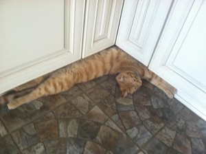 angle-cat-300x224.jpg