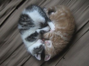cats-heart-300x222.jpg